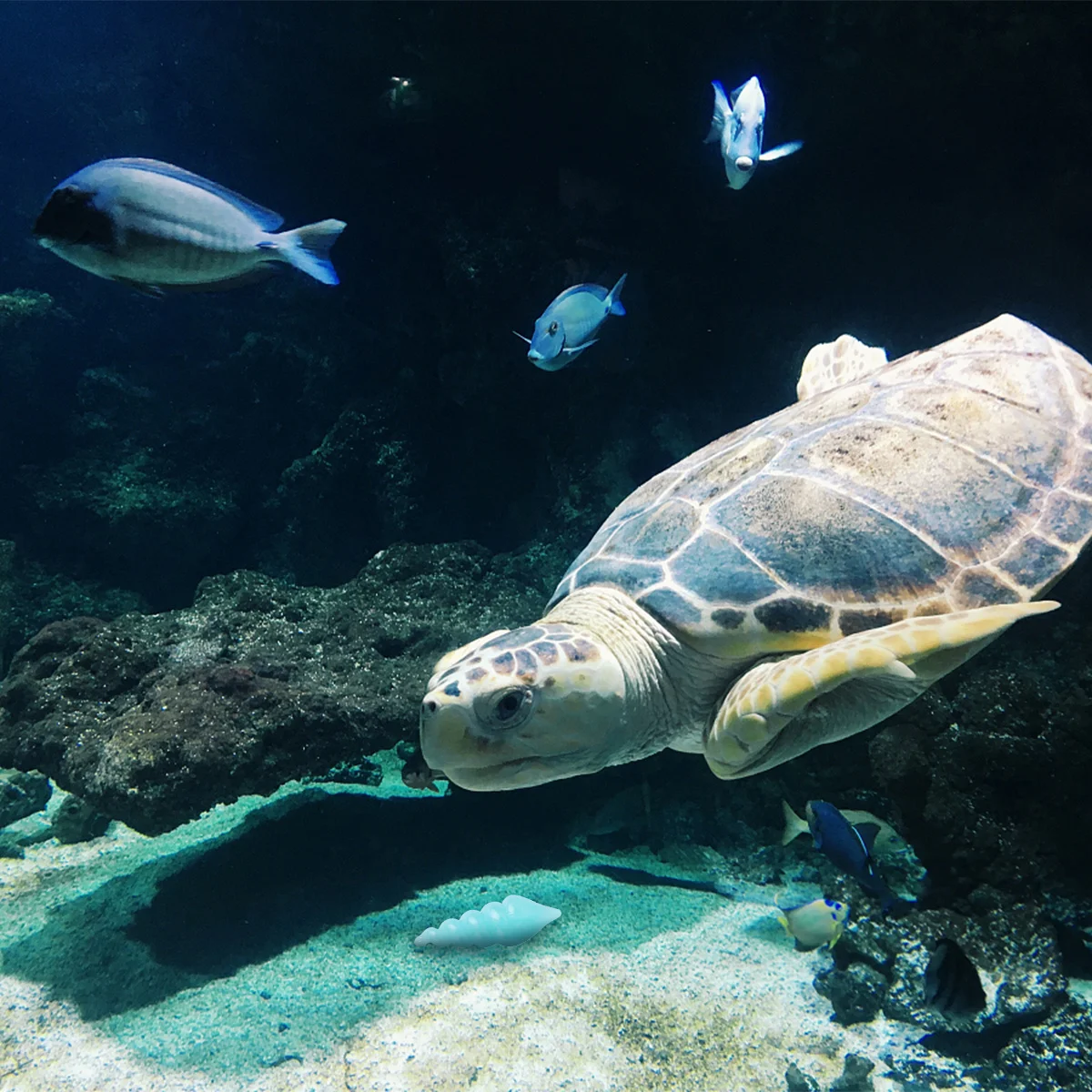 

70Pcs Glow in The Dark Pebbles Resin Colorful Luminous Decorative Gravel Aquarium Rocks for Fish Tank Garden Yard Lighting