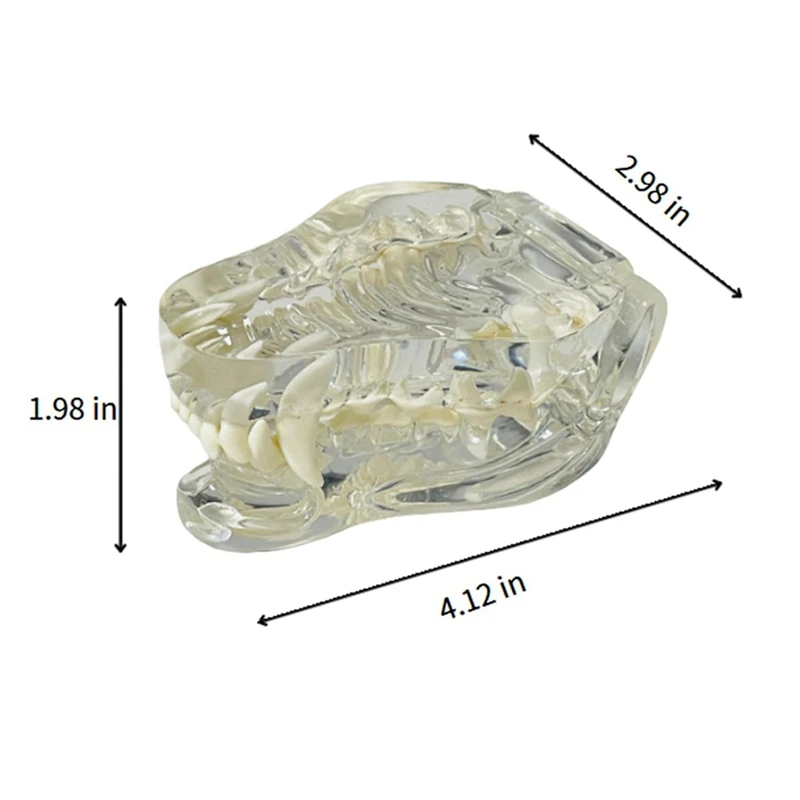 Transparent Canine Teeth Anatomical Model  Animals Oral Tooth Jaw For Veterinary Educational Tool