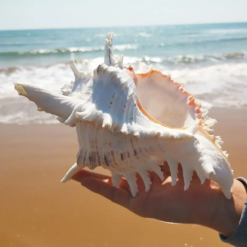 Natural Giant Spider Conch Shell for Aquarium Decoration and Ocean Theme Home Decor image 5