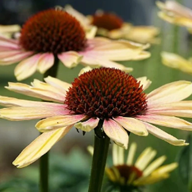 

Holybro DroneCAN RM3100 Professional Grade Compass