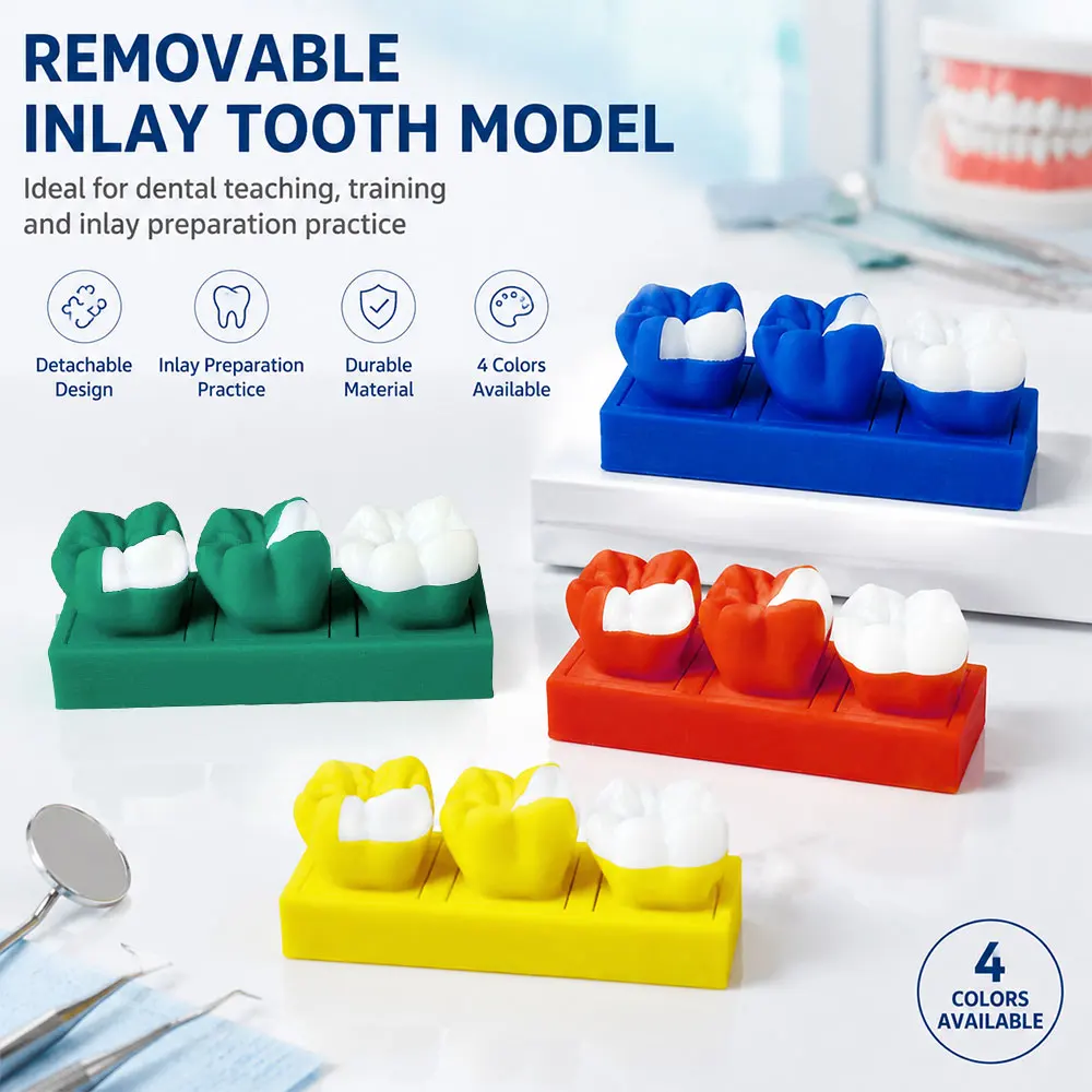 Detachable Dental Inlay Models With Base Removable Teeth Teaching Model For Dentist-Patient Education Demo Dentistry Supplies