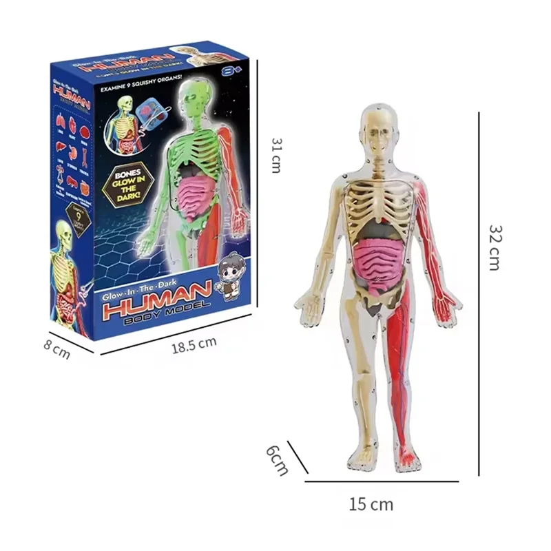 Educational Human Body For Kids Human Anatomy Squishy Body Model Science Kit Glow In The Dark Skeleton Learning