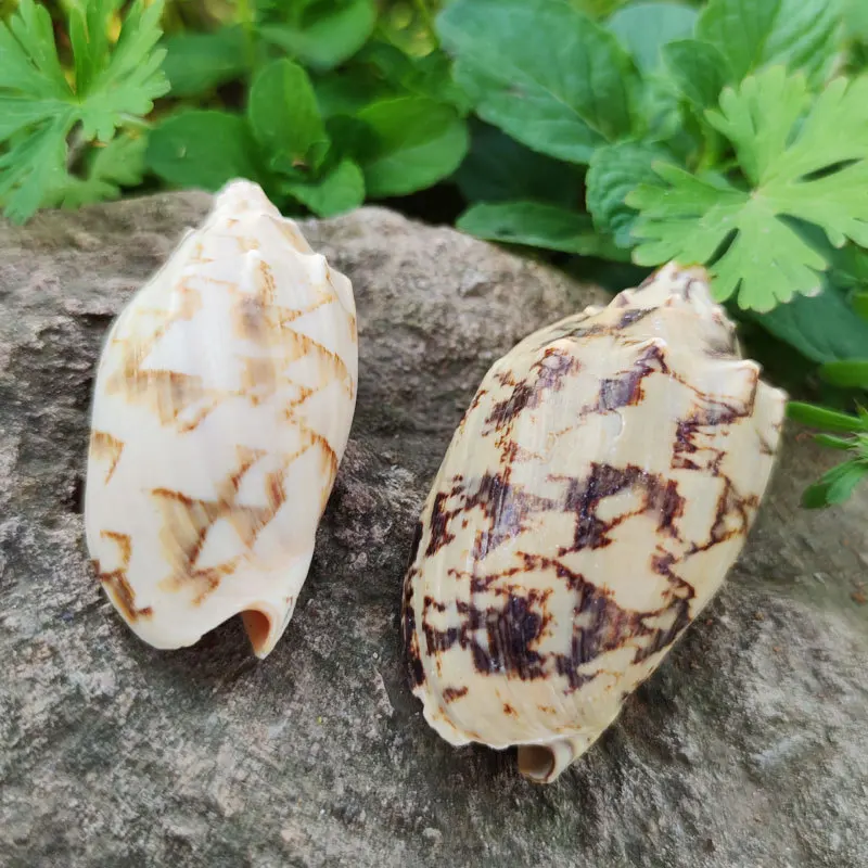 Angel's Whelk Cymbium Cymbium Natural Shell for Hermit Crab Replacement Aquarium Aquarium Decoration Ornament