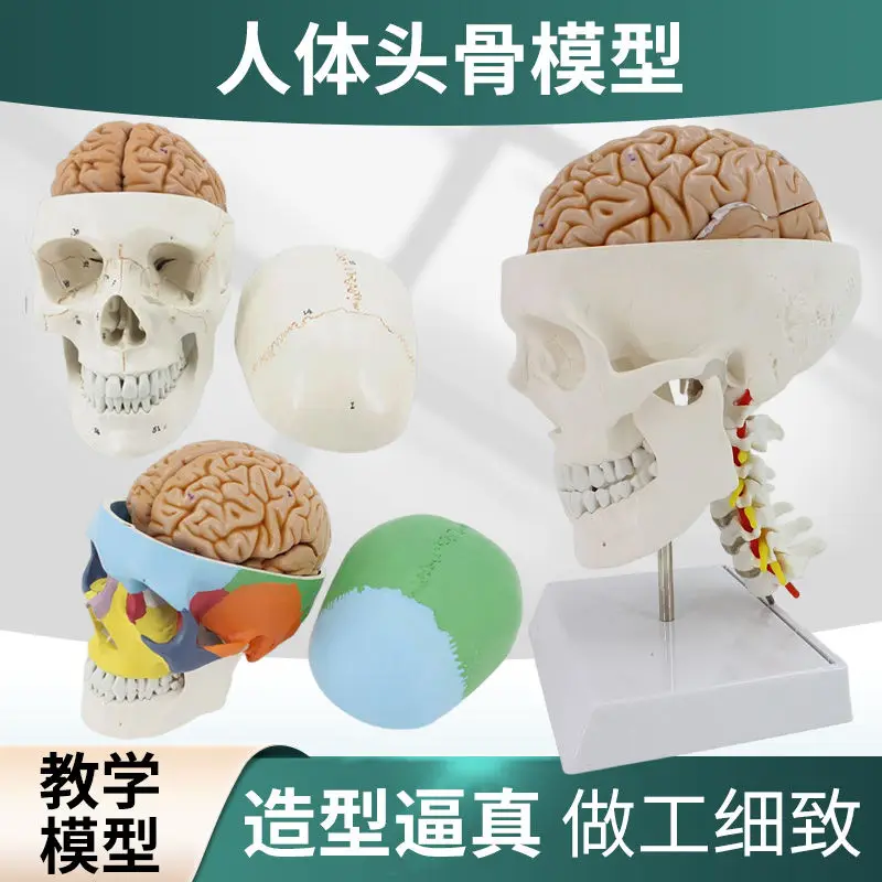 Adult 1:1 Medical Simulation Human Skull Model Skull Anatomy Digital Coding Identification Skull Specimen