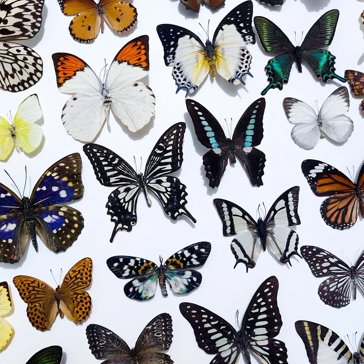 100Pcs Natural Unmounted Butterfly Specimen Artwork Material Decor