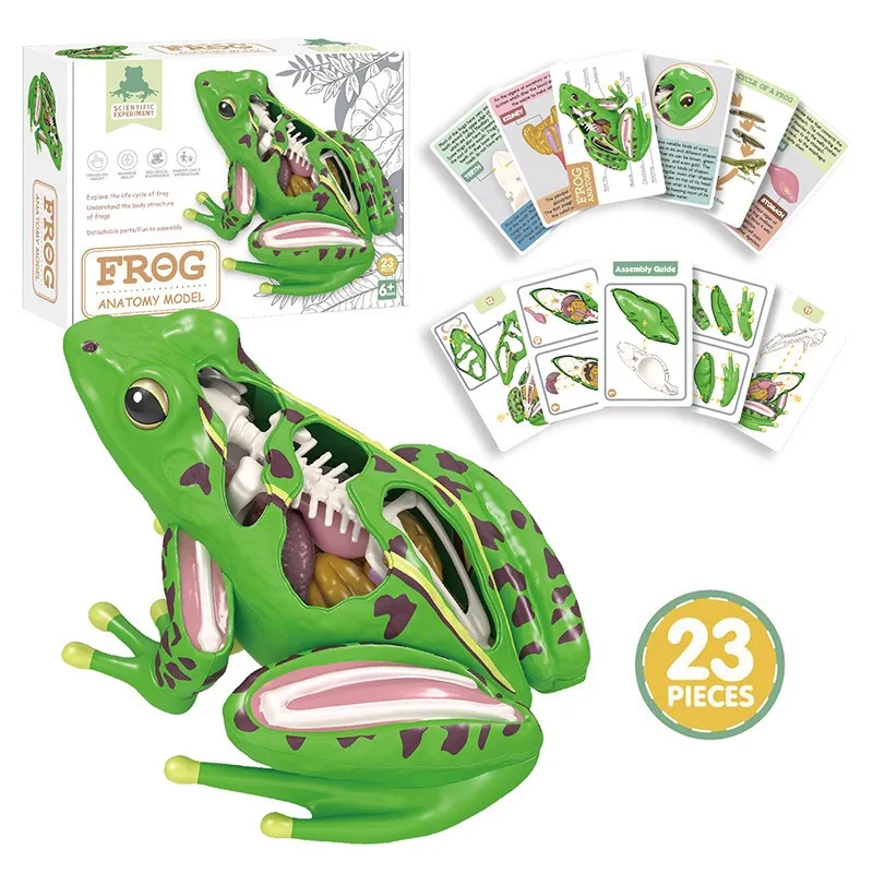 Assembled Frog Model, 4D Disassemblable Anatomical Frog Educational Biological Teaching Model.Educational toys.