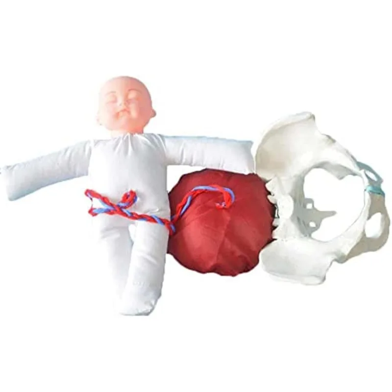 Female Pelvis Model Imitating Childbirth Midwifery Training Model with Baby Umbilical Cord Gynecology Teaching Hospital Display