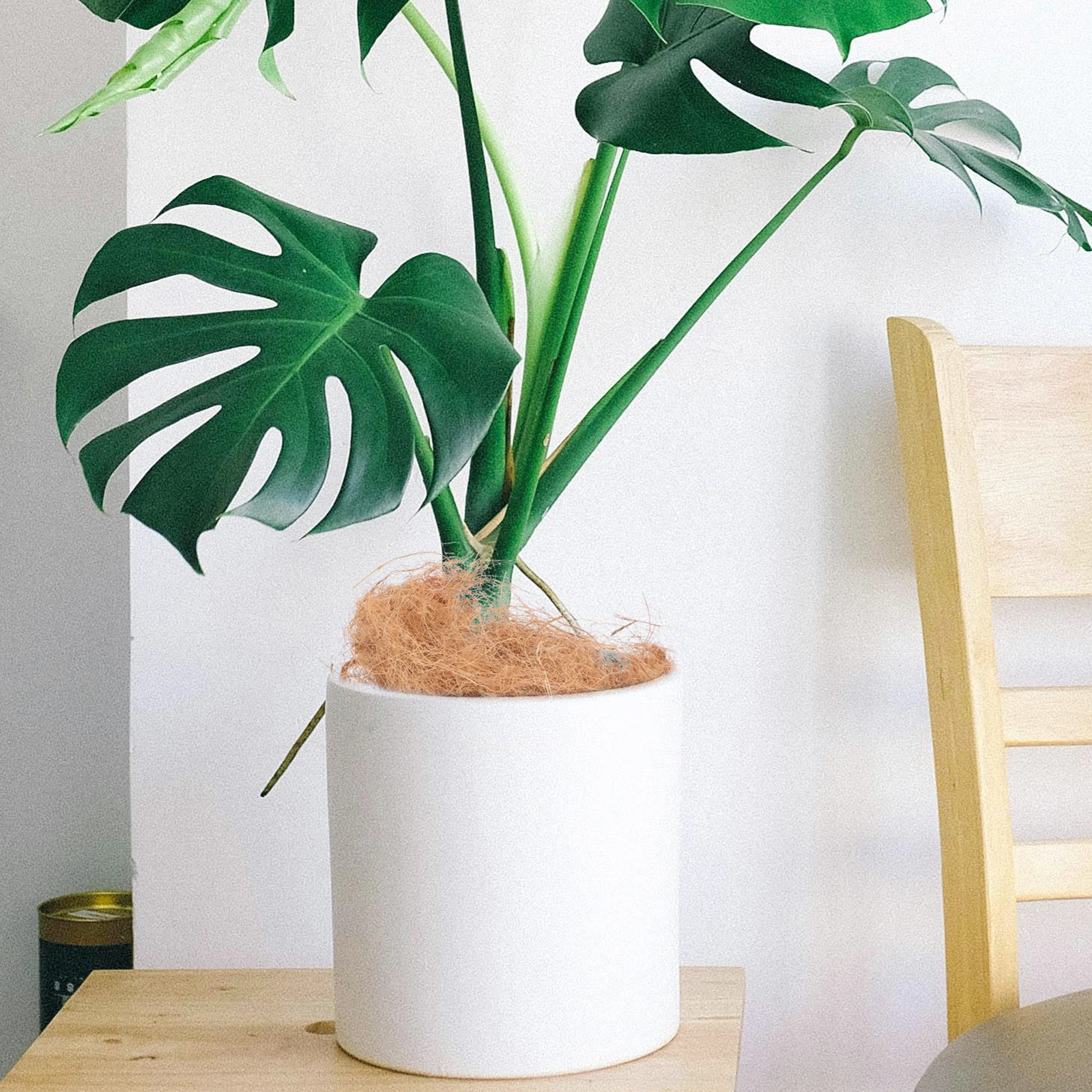 

Coconut Shredded Soil for Gardening Indoor Plants Potting Mix Perfect for Bonsai Flowering and Vegetable Cultivation