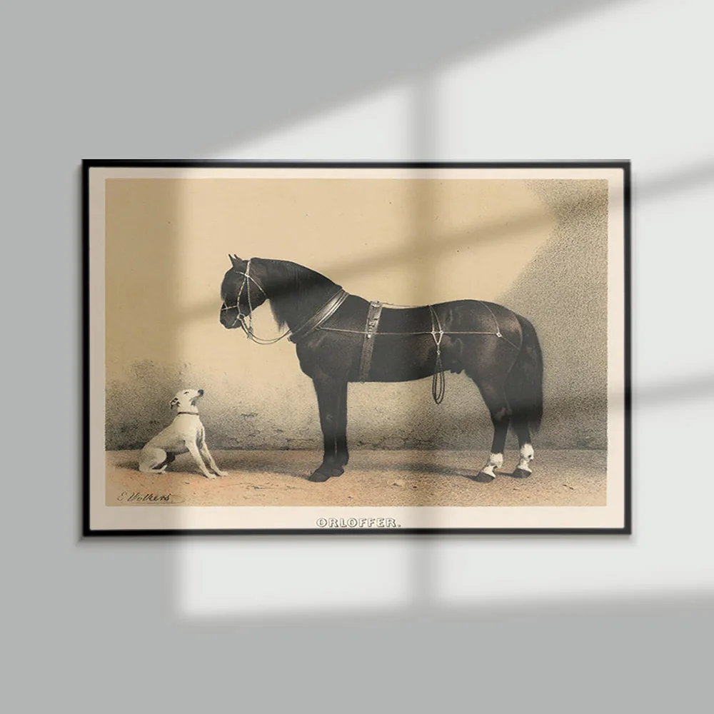 

Orloff Horse White Dog Art Print Poster Equine Muscular Animal Wall Picture Home Decor Canvas Painting