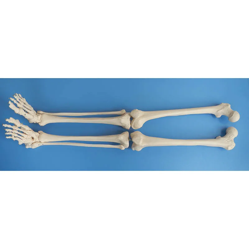

Life-Size Lower Extremity Skeleton Model,Human Leg Skeleton Anatomy,Leg Bone Model