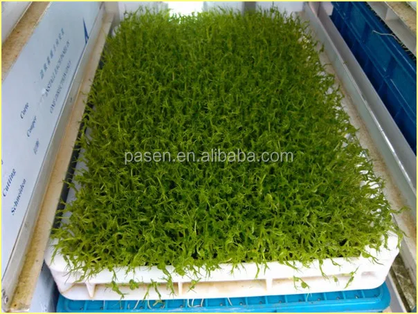 Green Hydroponic Seeds Sprouting Machine/ Animal Fodder Tray Germination House Price