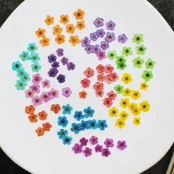 60pcs Mini Pressed Dried Absorbed Cherry Blossoms Flower Plant Herbarium For Epoxy Resin Jewelry Bookmark Postcard Nailart DIY