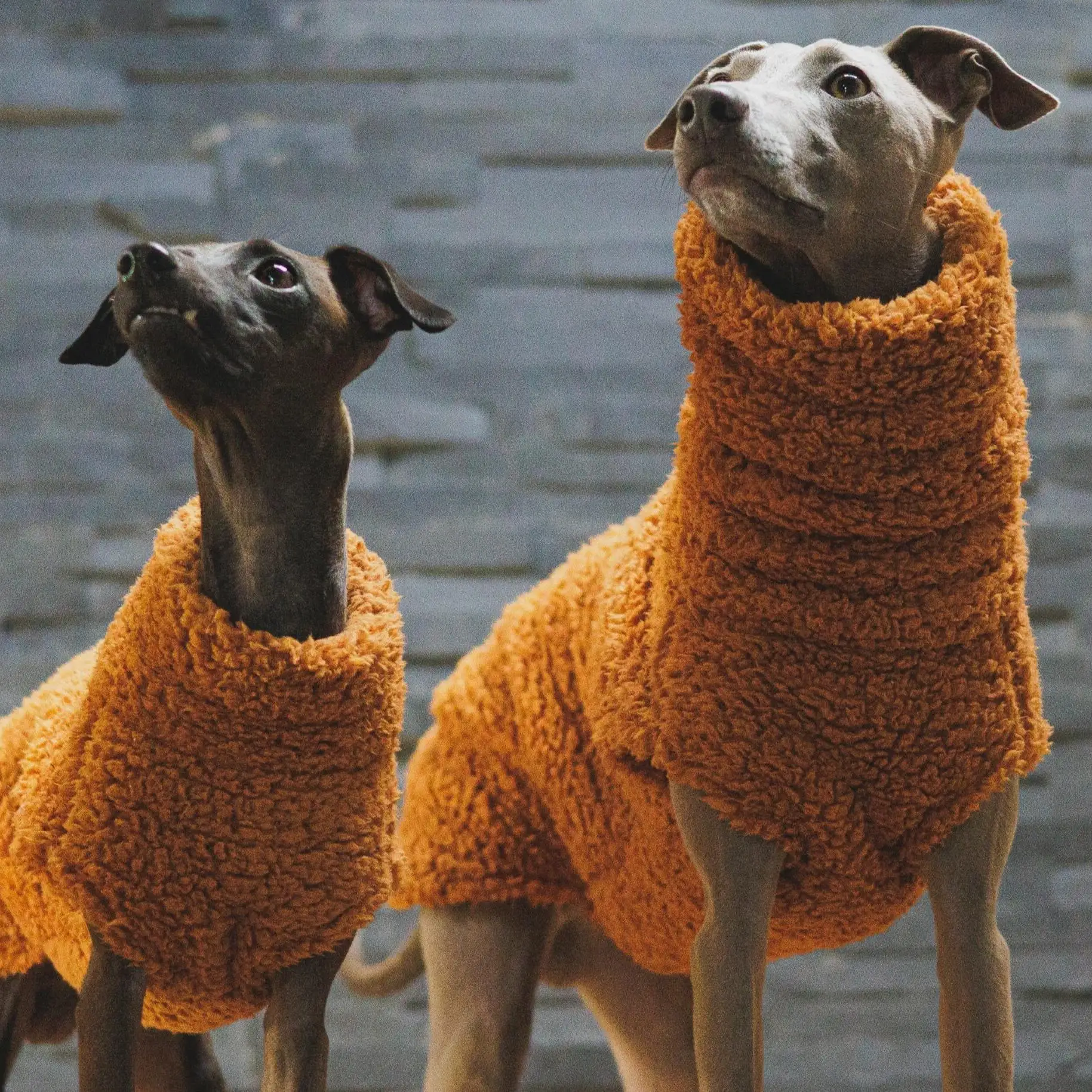 Winterlicher orangefarbener Fleece-Pullover für Whippet-Hunde, hochgeschlossener, dicker, warmer Sweatshirt mit Ärmeln für ungarische spanische Windhundkleidung – Detail 3