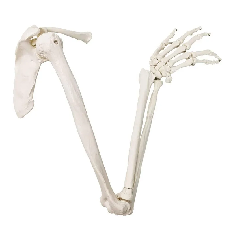 

Human Upper Limb Bone Model Hand Scapula Clavicle Skeleton Anatomical Model Medical Teaching Tool