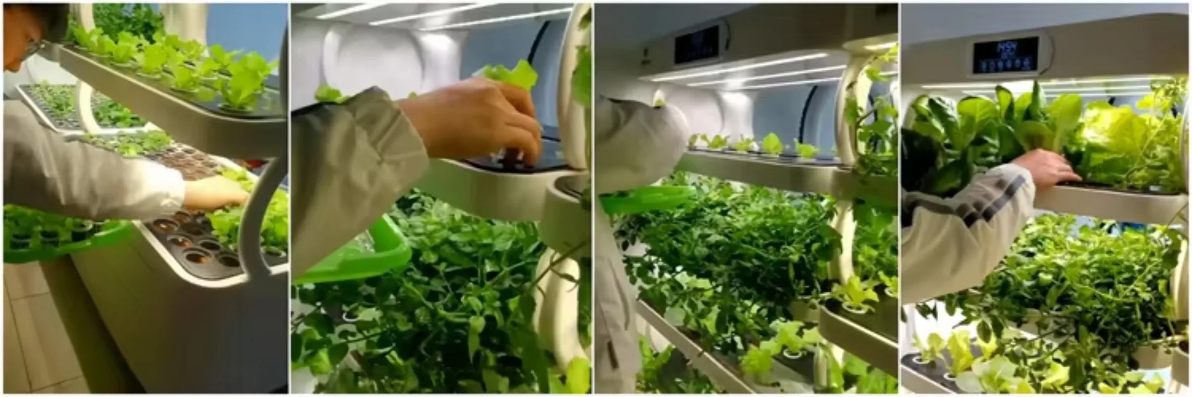 استخدام داخلي للحديقة المائية الدفيئة نظام الزراعة المائية الداخلي