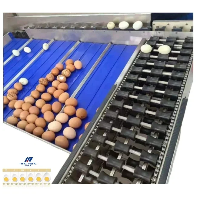 Electronic Automatic Egg Grade Chicken Egg Inspection & Classify Small Scale Size Sorter Grader Sort Machine