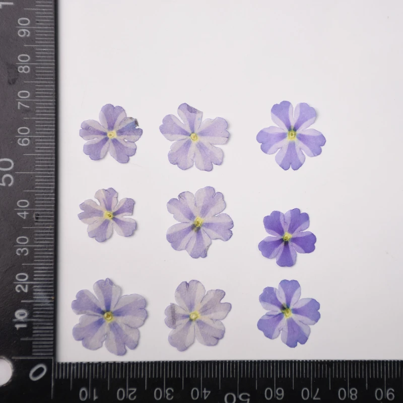 Natürliche Blütenblätter Lila Schönheit Kirschblüten, gepresste Blumen, DIY Schmuck Mini-Siegel Dropstick Handyhülle Gesichtsdekoration, 1-1,5cm/12 Stück – Detail 5