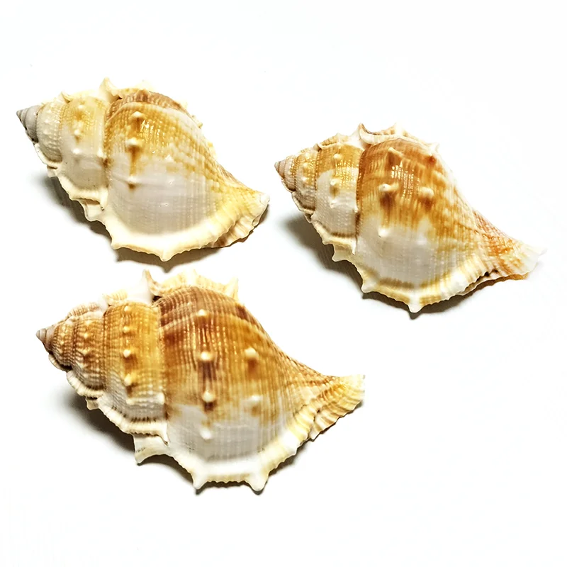3 PCS Bufonaria Perelegans Whelk Seashell Snail For Specimen Collection Aquarium Fish Tank Landscape Photo Props Decoration