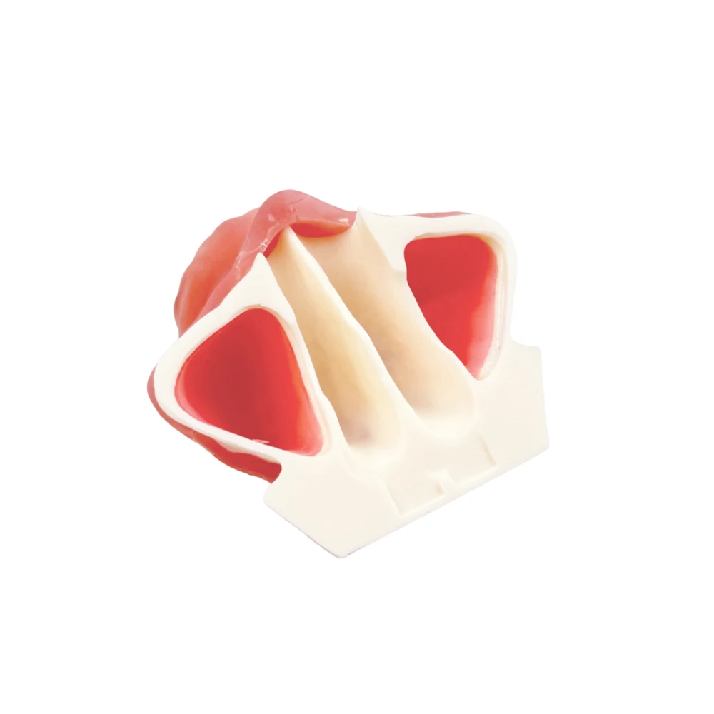 

Maxillary Sinus Implant Practice Model Dental Soft Gums Upper Jaw Sinus Lift Implant Restoration Teeth Teaching Study Model Demo