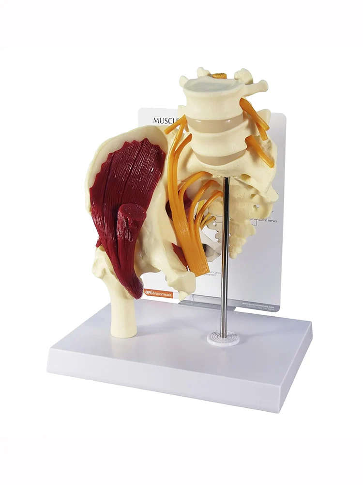 

Модель мышц бедра человека со нервным тазом, анатомическая модель позвоночника, учебные ресурсы по медицинским наукам