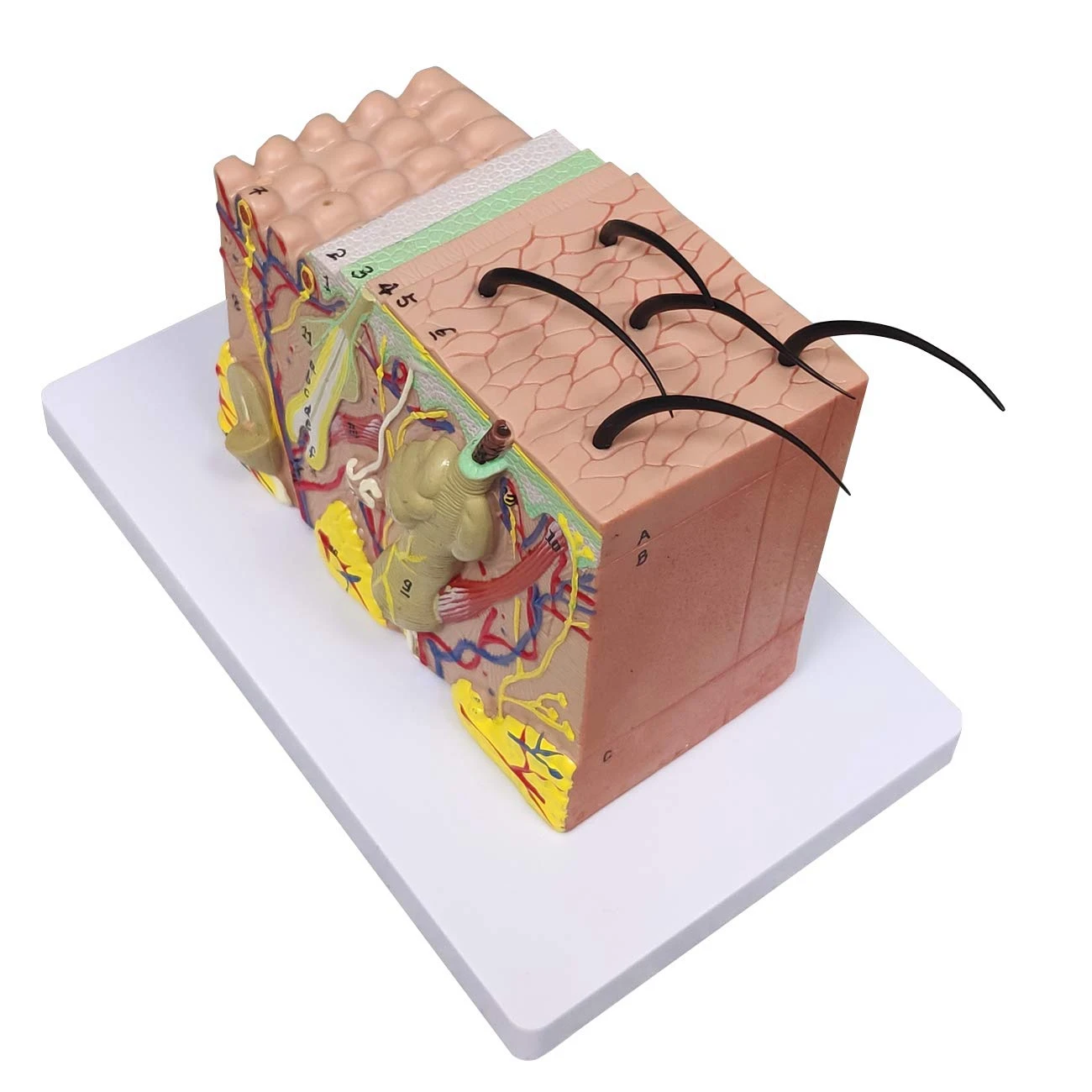 J1UL1N Skin Model, 35X Enlarged Anatomical Model Anatomy For Science Classroom Study Display Teaching Model