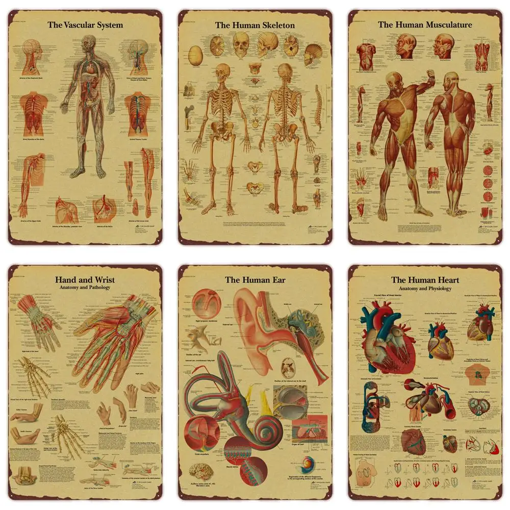 Anatomie und Physiologie Die Körpers truktur Metall Zinns child, Skelett-Retro-Plakat, Vintage-Raum, medizinisches Dekor, Wandkunst malerei – Detail 1