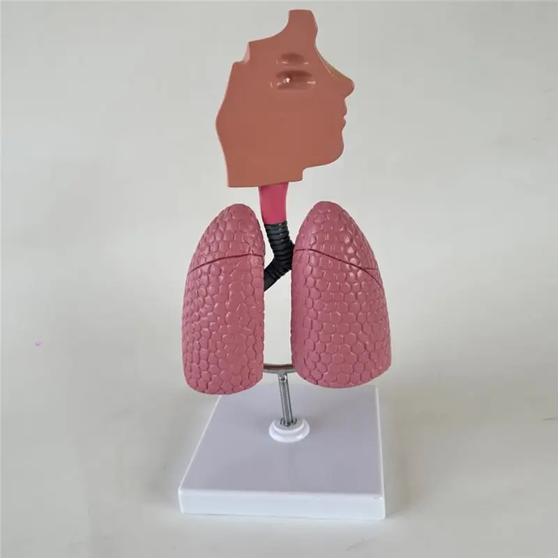ABUU-Human Respiratory Systems Model, Human Nasal Cavity Throat Lung Anatomy Model Teaching Tool
