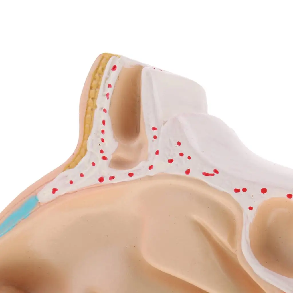 Laboratório de exibição de ensino de modelo de cavidade laríngea oral nasal humana 1:1