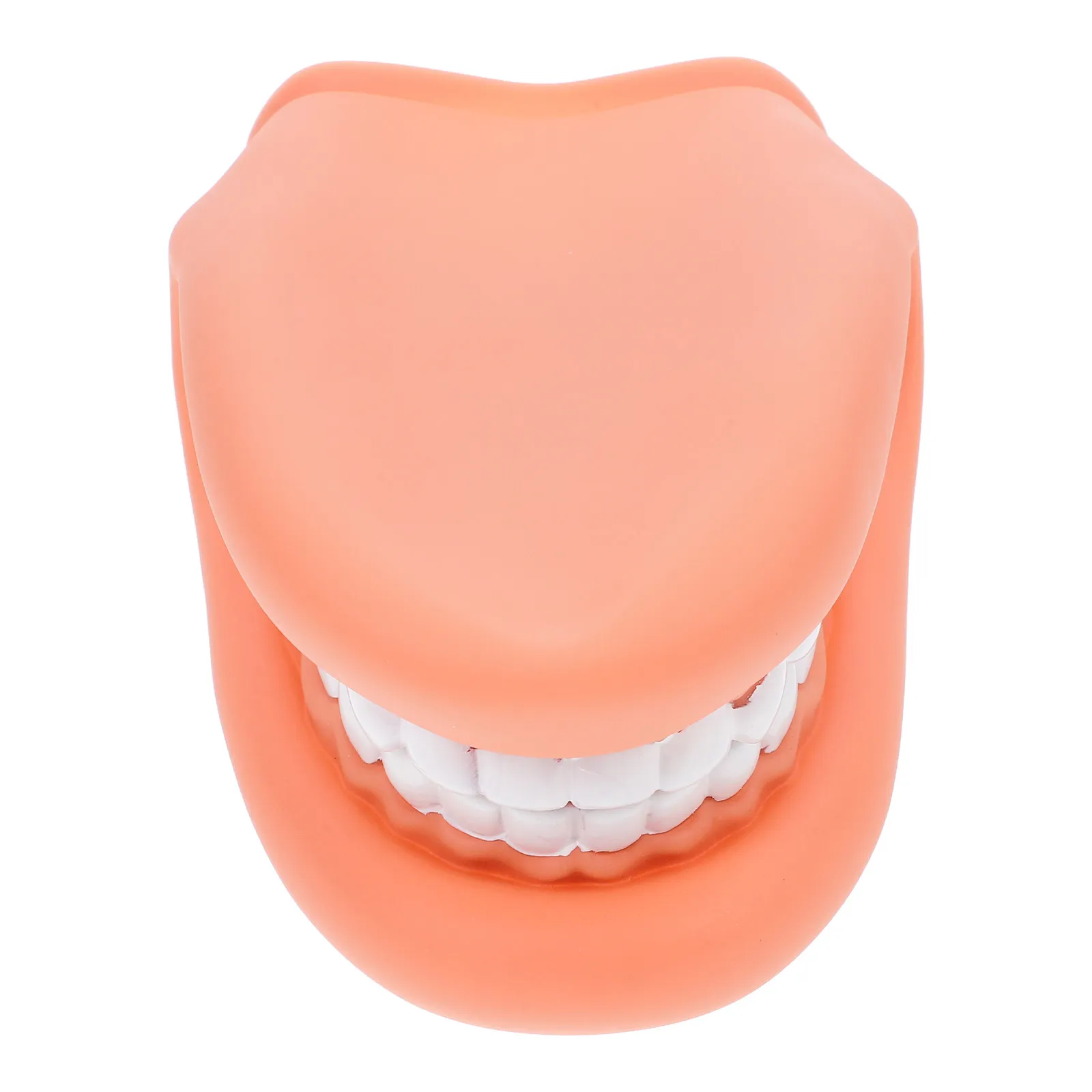 

Teeth Studying Teeth Faux Teeth Fake Teeth Teeth Care Teaching Demonstration for Brushing T