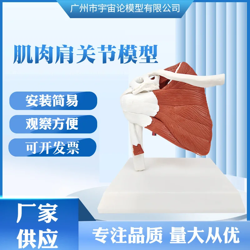 筋肉肩モデル、人体解剖学右肩関節筋肉モデル、オフィスおよび教室の解剖学モデル簡単インストール