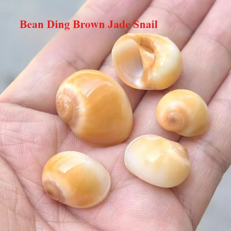 Natural Diced Bean Brown Jade Snail Conch Shell Brown Jade Snail Shell Specimen Snail Fish Tank Aquarium Landscaping Decorative