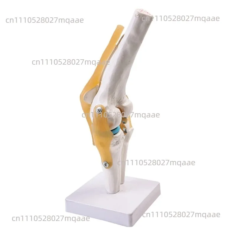 Flexible 1:1 Human Knee Joint Model with Ligaments Scientific Life Size with Lightweight Display Base Medical teaching Tool