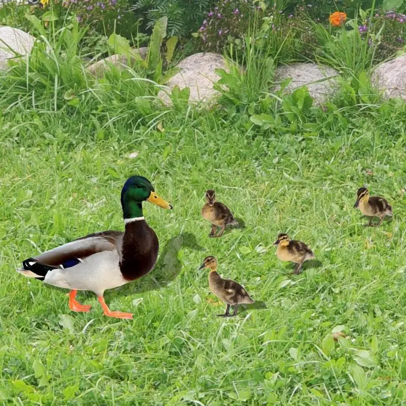 41XB 5 Pak Tanda Halaman Bebek untuk Dekorasi Cermin Akrilik Taman Halaman Rumput Luar Ruangan