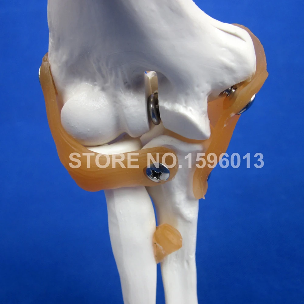 HOT Life-Size Elbow Joint Model, Bone with Ligament Anatomical Teaching Demonstration Simulator