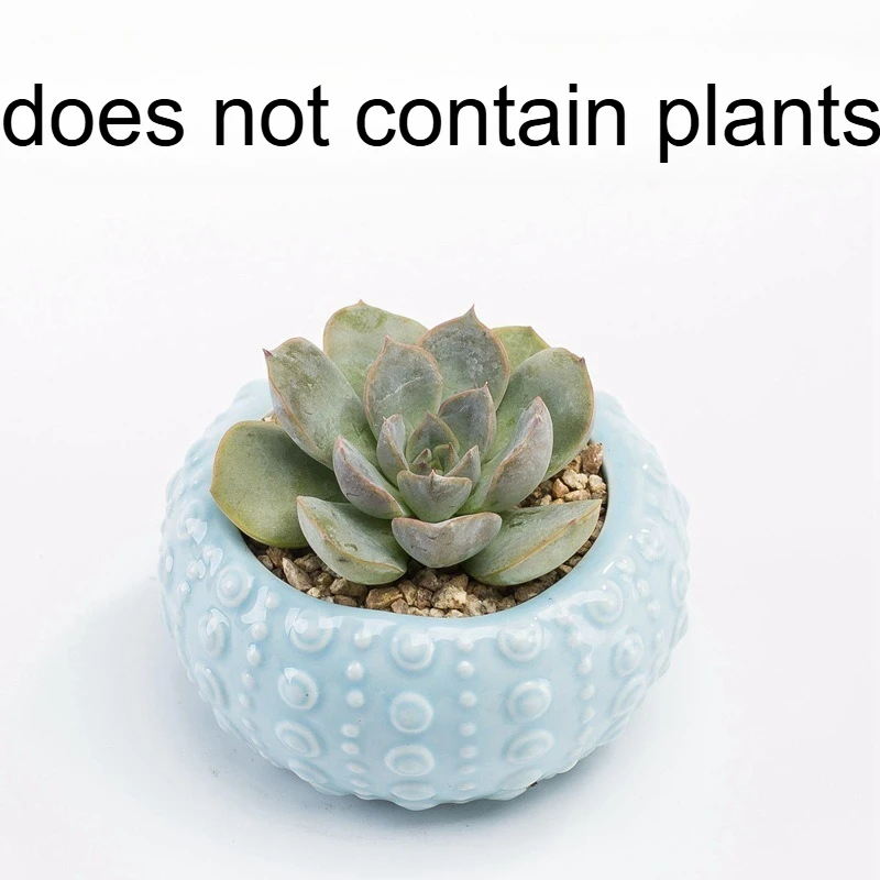 Hot selling ocean succulent flowerpot ornament cute cartoon whale shell meat plant small flowerpot