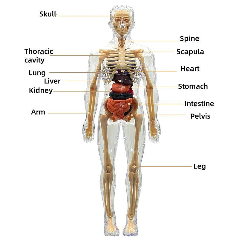 3D Montessori Puzzle Human Anatomy Model Children's Educational Toy Simulate Biological Learning Organs STEM Body Learning Tools