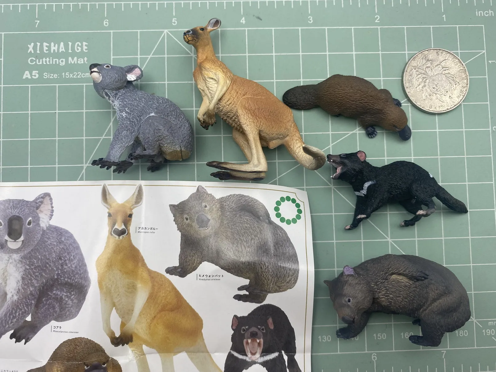 

BANDAI Genuine Australia Articles Bag Animal Kangaroo Ornaments Capsule Action Figure Finished Product MODEL TOYS