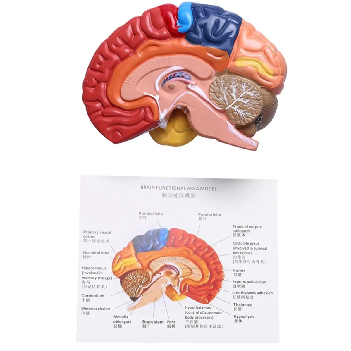 AA83 Cerebral Anatomical Model Anatomy 1:1 Half Brain Brainstem Teaching Lab Supplies
