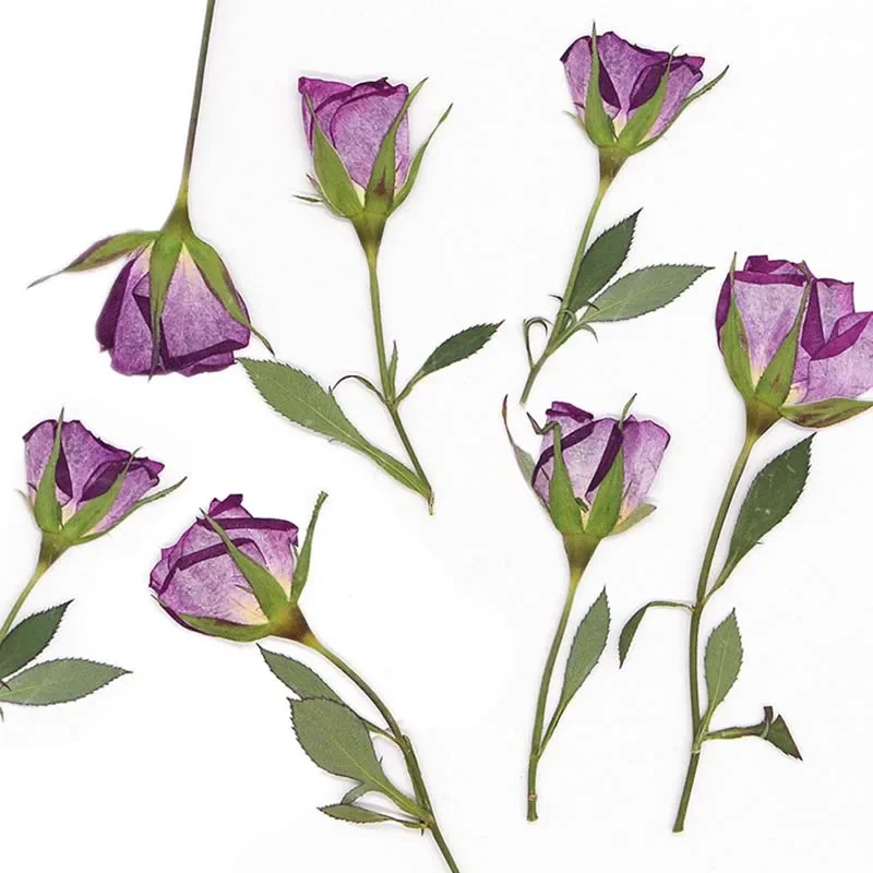 2~3*7~10CM/Real Natural Small Dried Pressed Roses Branch,Dry Press Purple Rose For Epoxy Resin Jewellery,Candle Making Supplies