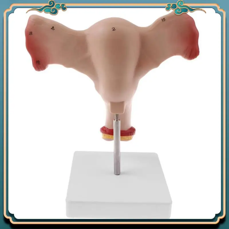 ABJG-2X 1:1 Human Female Uterus Ovary Fallopian Tubes Model Anatomical Human Anatomy Model Teaching Tools