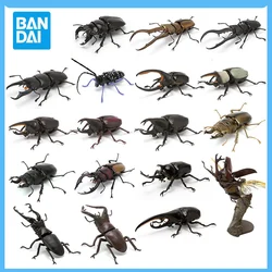 Original Bandai Japanese Gashapon Egg Big Biological Map Of Beetle Allomyrina Dichotoma Insect Movables Joint Model Capsule Toys