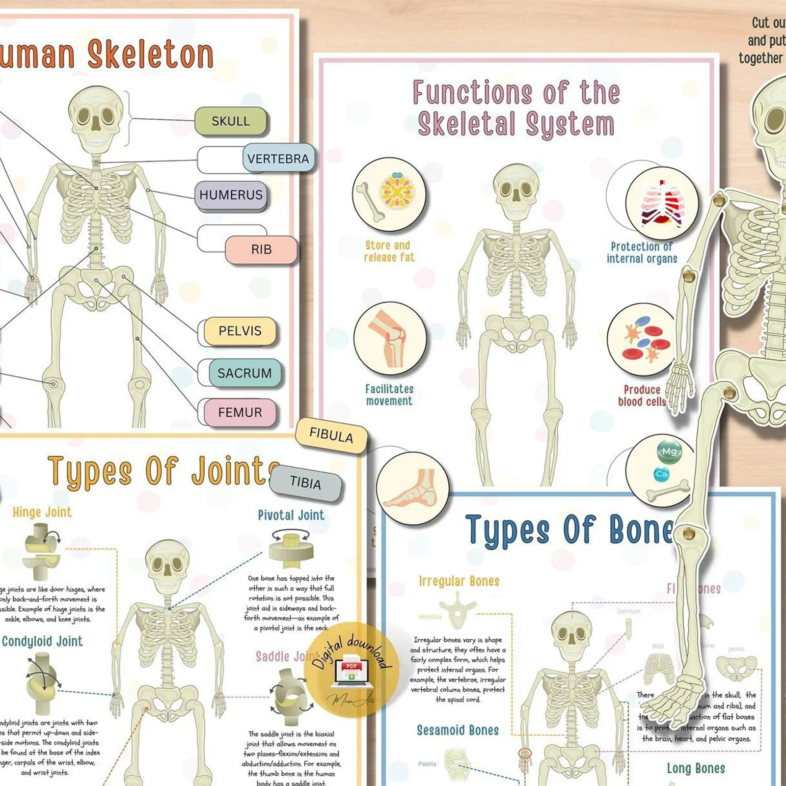 Amazing Human Body Systems Book Fun Educational Guide with Color Pattern for Boys Girls Teenagers Students