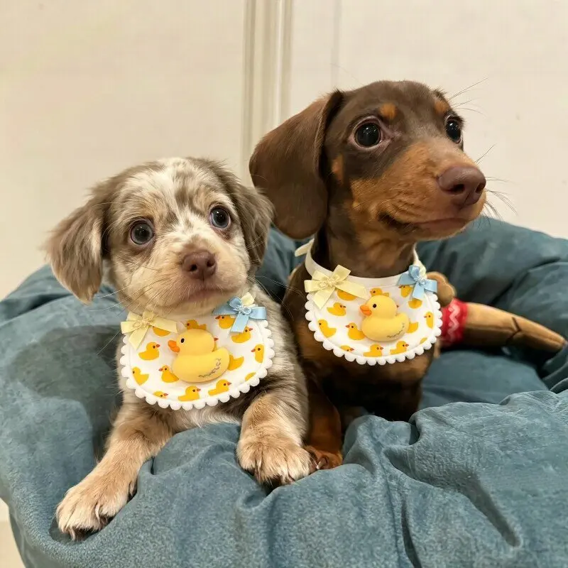 Babero ajustable de algodón para perros salchicha y gatos - imagen 3