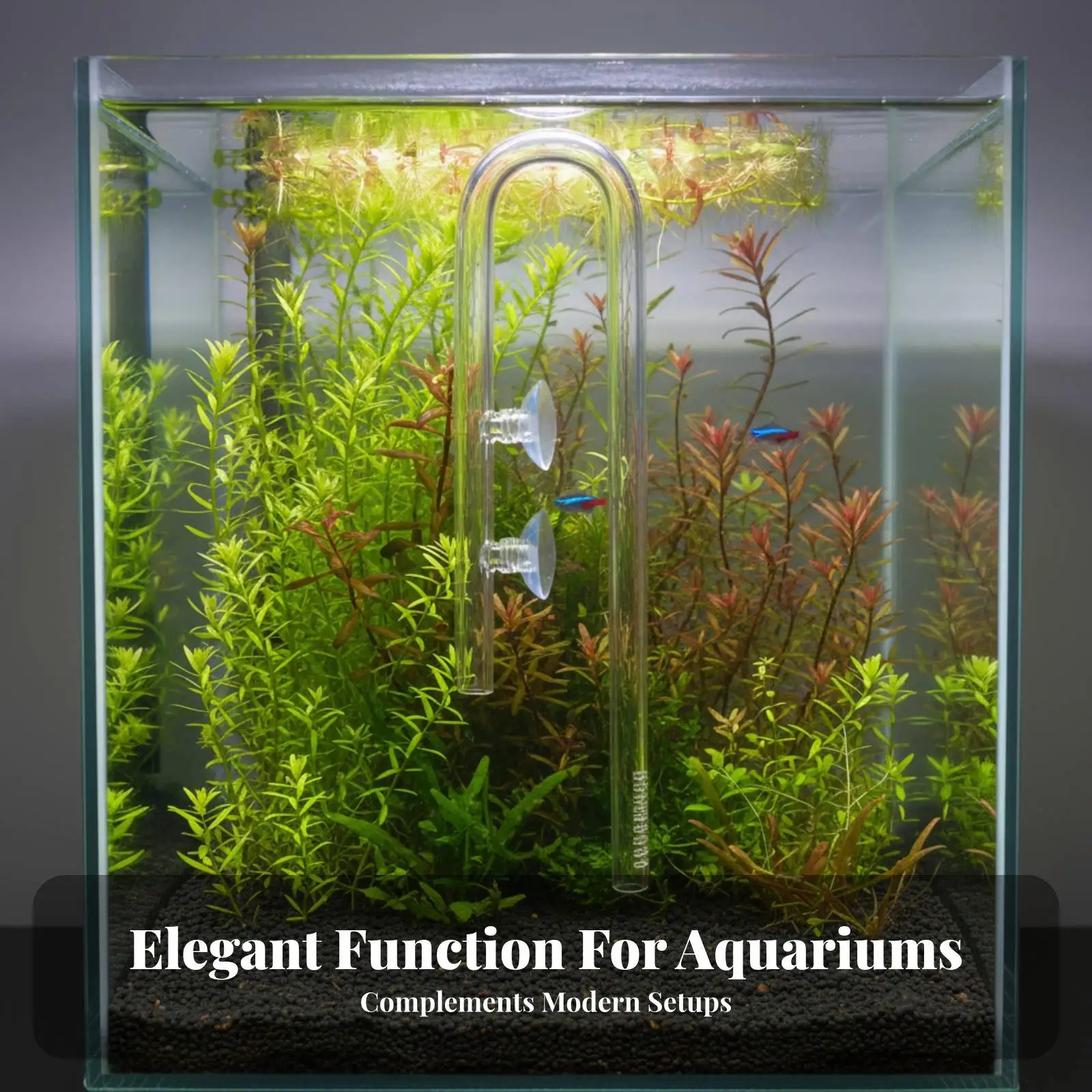 Sleek Aquatic Inflow Crystal Glass Lily Pipe Strainer Aquarium Water Inlet for Nano and Large Aquariums