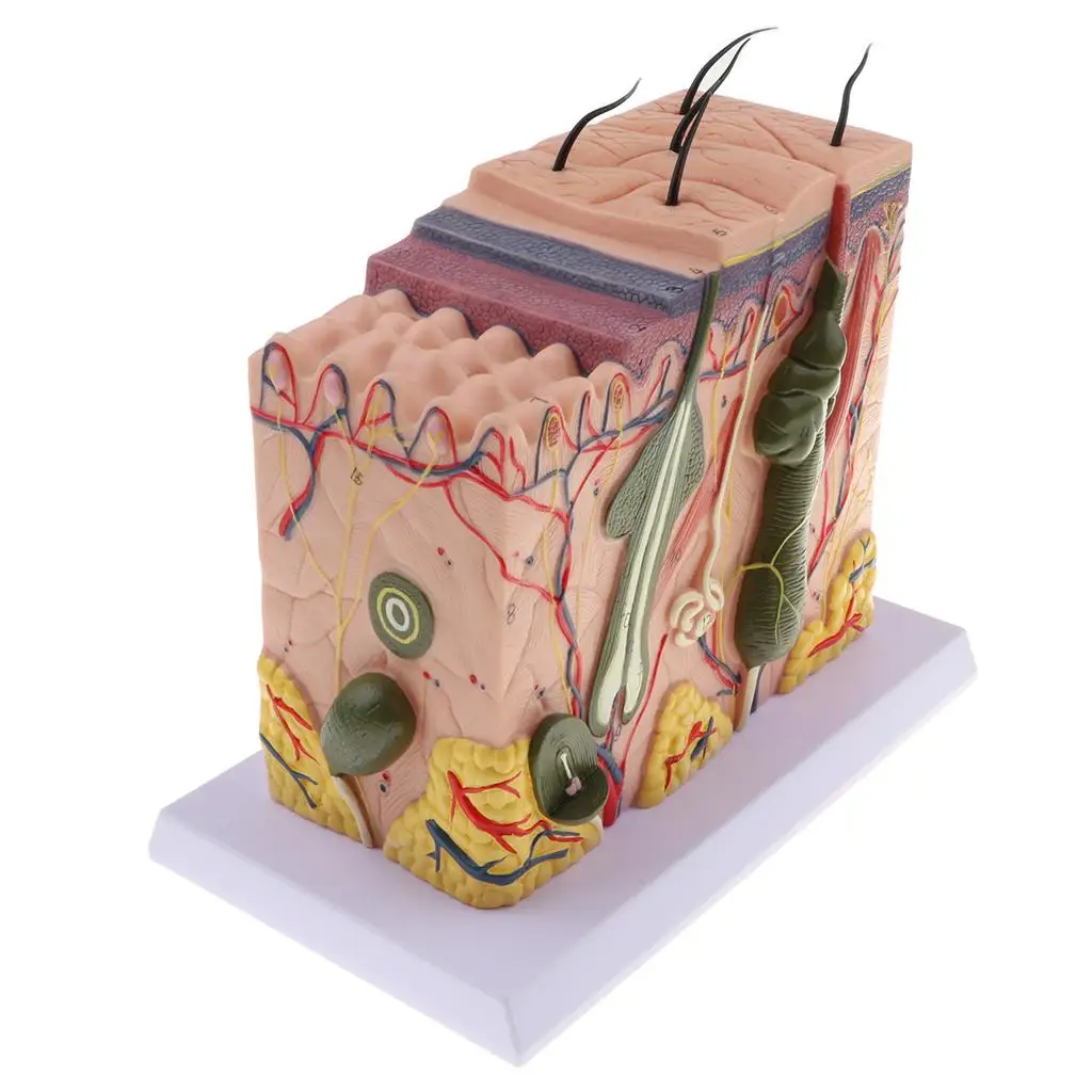 Human Skin Tissue w/Appendages Biological Demonstration Model 70X Enlarged