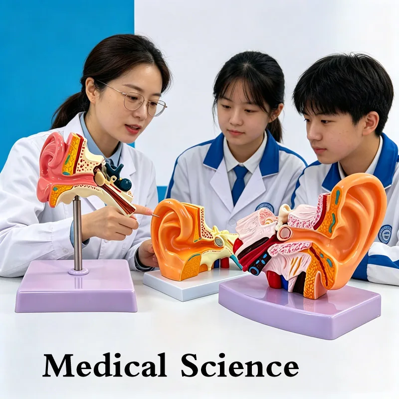 

Ear Model Desktop Anatomical Outer Middle Inner Ear Auditory System Organs Ear Structure Teaching Medical Anatomical Model