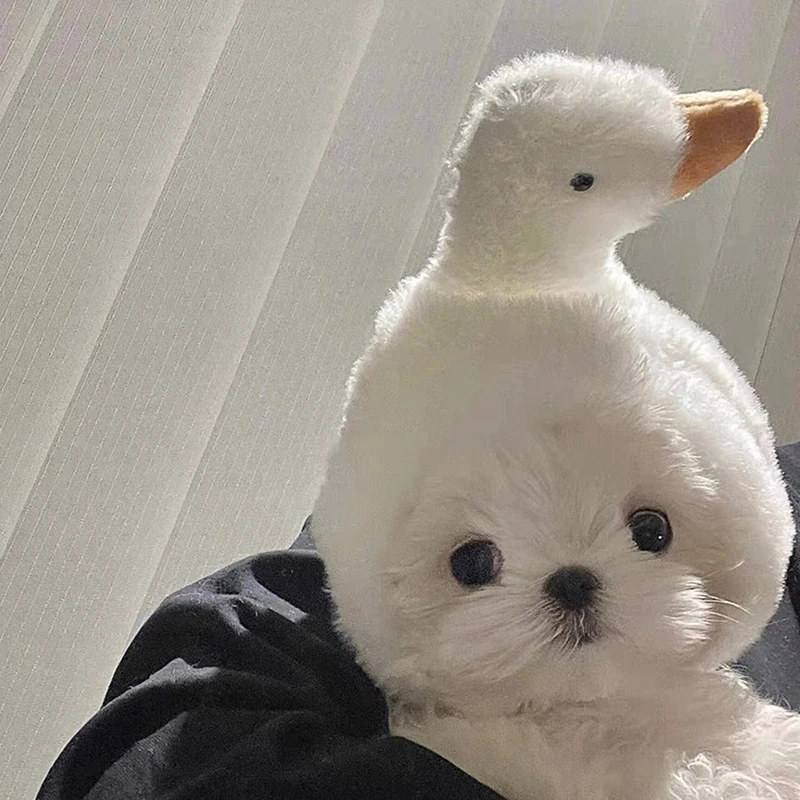 Maltese 큰 흰색 거위 인형 머리 도미, 로스트 고양이 머리, 귀여운 작은 강아지, 재미있는 소품