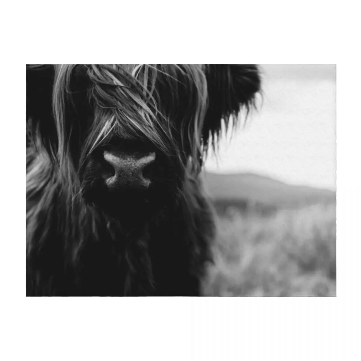 

Scottish Highland Cattle Baby - Black and White Animal Photography Throw Blanket Bed linens Luxury Thicken warm winter Blankets
