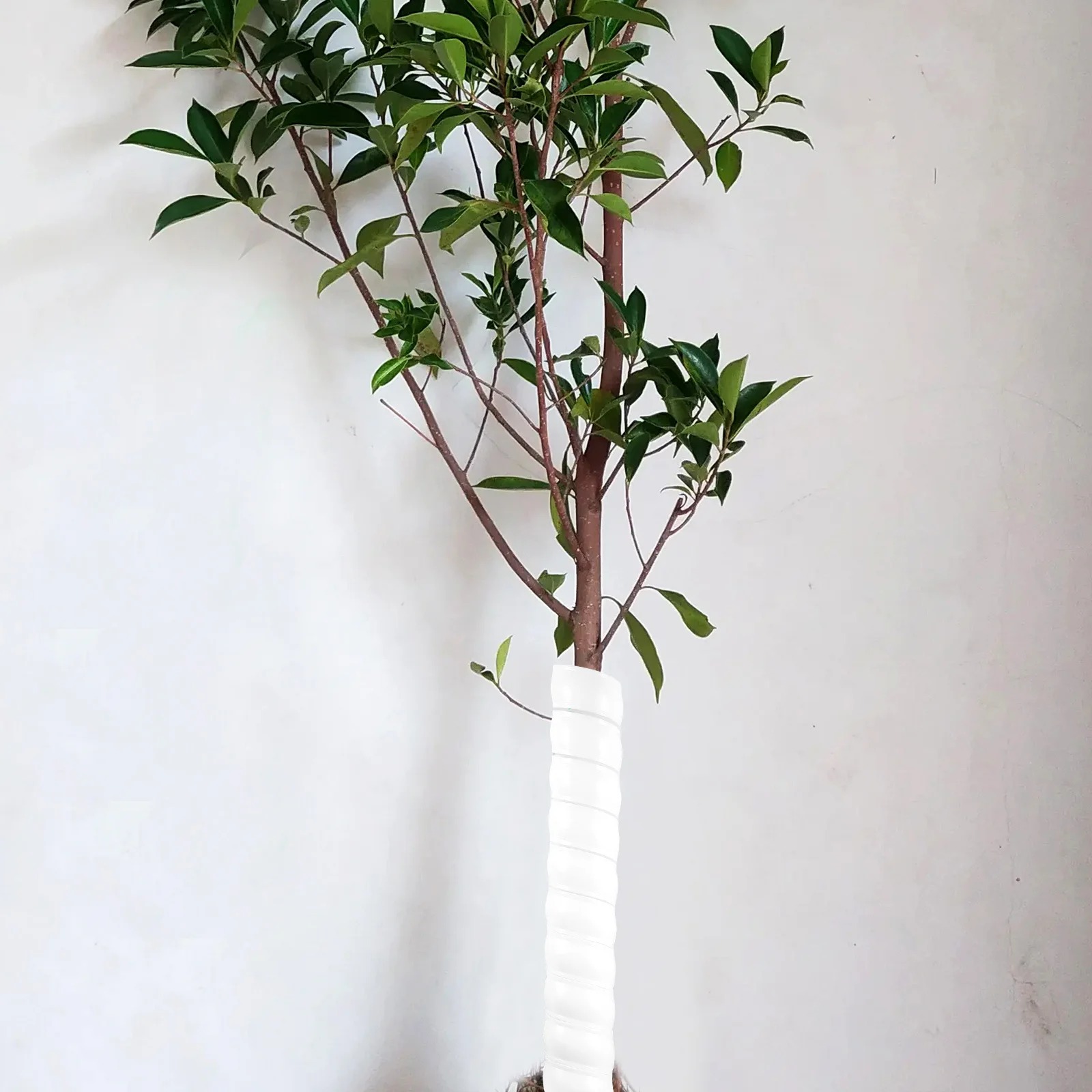 

6Pcs Tree Trunk Protectors from Animals Plastic Tree Tubes for Trunk Wrapping Garden Sapling Guards Uv Resistant Lightweight