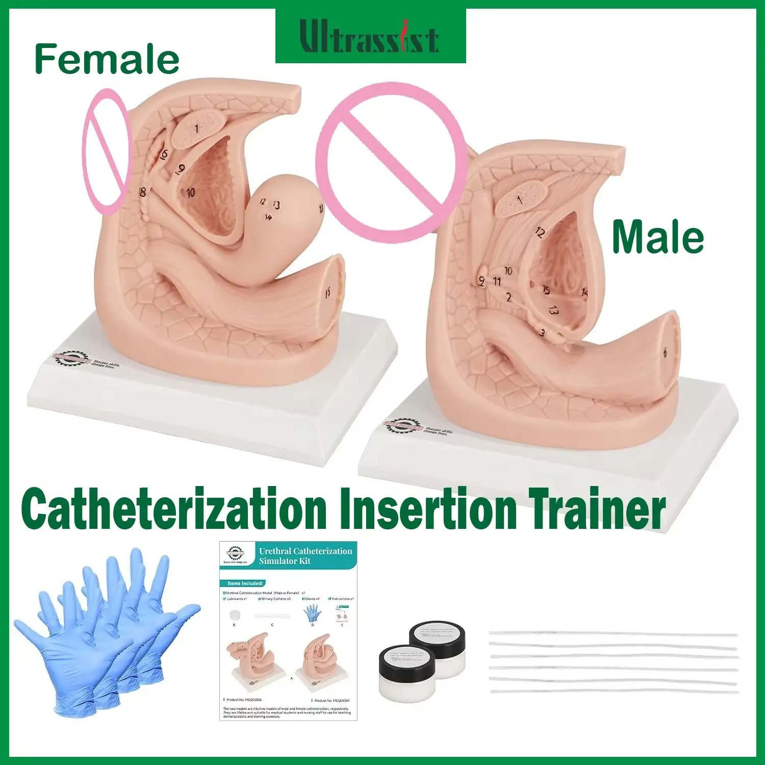 Ultrassist External Genital Anatomy Model Set Male & Female Catheterization Insertion Trainer for Medical Student Education Demo